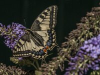 Papilio machaon 132, Koninginnepage, Saxifraga-Jan van der Straaten