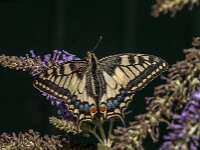 Papilio machaon 133, Koninginnepage, Saxifraga-Jan van der Straaten