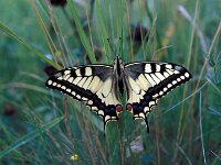 Papilio machaon 134, Koninginnepage, Saxifraga-Jan van der Straaten