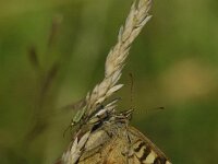Pararge aegeria 114, Bont zandoogje, Saxifraga-Theo Verstrael
