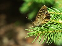 Pararge aegeria 116, Bont zandoogje, Saxifraga-Theo Verstrael
