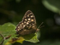 Pararge aegeria 119, Bont zandoogje, Saxifraga-Jan van der Straaten
