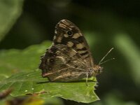 Pararge aegeria 120, Bont zandoogje, Saxifraga-Jan van der Straaten