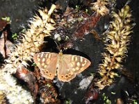 Pararge xiphioides 2, Canarisch bont zandoogje, Saxifraga-Michiel Drok