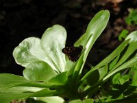 Pararge xiphioides 3, Canarisch bont zandoogje, Saxifraga-Michiel Drok