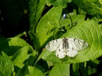 Parnassius mnemosyne 11, Zwarte apollo, Saxifraga-Theo Verstrael  Zwarte apollovlinder, Kercaszomor, Hongarije