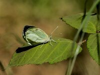 Pieris brassicae 45, Groot koolwitje, Saxifraga-Theo Verstrael