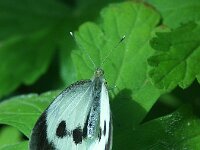 Pieris brassicae 46, Groot koolwitje, Saxifraga-Theo Verstrael