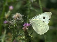 Pieris brassicae 47, Groot koolwitje, Saxifraga-Theo Verstrael