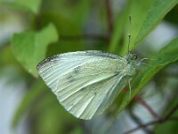 Pieris brassicae 48, Groot koolwitje, Saxifraga-Theo Verstrael