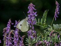 Pieris brassicae 49, Groot koolwitje, Saxifraga-Theo Verstrael