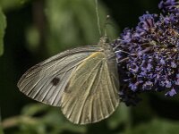 Pieris brassicae 50, Groot koolwitje, Saxifraga-Jan van der Straaten