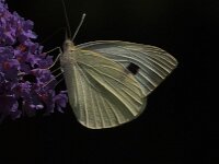 Pieris brassicae 51, Groot koolwitje, Saxifraga-Jan van der Straaten