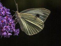 Pieris brassicae 52, Groot koolwitje, Saxifraga-Jan van der Straaten
