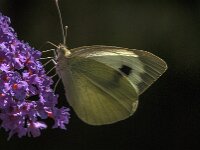 Pieris brassicae 53, Groot koolwitje, Saxifraga-Jan van der Straaten
