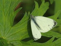 Pieris napi 74, Klein geaderd witje, female, Saxifraga-Theo Verstrael