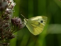 Pieris napi 75, Klein geaderd witje, male, Saxifraga-Theo Verstrael
