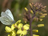 Pieris napi 76, Klein geaderd witje, Saxifraga-Theo Verstrael