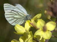 Pieris napi 77, Klein geaderd witje, Saxifraga-Theo Verstrael