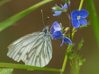 Pieris napi 78, Klein geaderd witje, Saxifraga-Theo Verstrael
