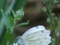 Pieris napi 79, Klein geaderd witje, Saxifraga-Theo Verstrael