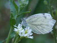 Pieris napi 80, Klein geaderd witje, Saxifraga-Theo Verstrael