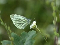 Pieris napi 81, Klein geaderd witje, Saxifraga-Theo Verstrael