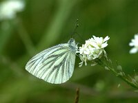 Pieris napi 82, Klein geaderd witje, Saxifraga-Theo Verstrael