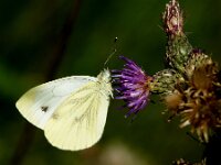 Pieris napi 83, Klein geaderd witje, Saxifraga-Theo Verstrael