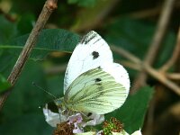 Pieris napi 84, Klein geaderd witje, Saxifraga-Theo Verstrael