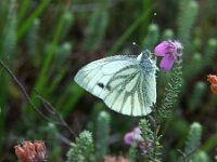 Pieris napi 85, Klein geaderd witje, Saxifraga-Theo Verstrael