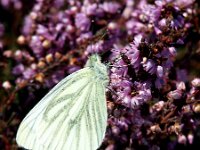 Pieris napi 86, Klein geaderd witje, Saxifraga-Theo Verstrael