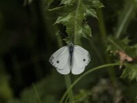 Pieris napi 87, Klein geaderd witje, Saxifraga-Jan van der Straaten