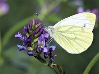 Pieris napi 88, Klein geaderd witje, Saxifraga-Lieven Decrick