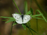 Pieris rapae 64, Klein koolwitje, Saxifraga-Theo Verstrael