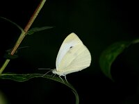Pieris rapae 65, Klein koolwitje, Saxifraga-Theo Verstrael