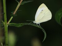 Pieris rapae 66, Klein koolwitje, Saxifraga-Theo Verstrael