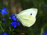 Pieris rapae 67, Klein koolwitje, Saxifraga-Theo Verstrael