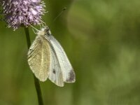 Pieris rapae 68, Klein koolwitje, Saxifraga-Jan van der Straaten