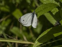 Pieris rapae 69, Klein koolwitje, Saxifraga-Jan van der Straaten