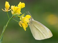 Pieris rapae 70, Klein koolwitje, Saxifraga-Lieven Decrick