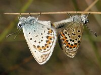 Plebeius argus, Silver-studded Blue