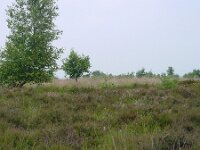 Plebejus argus 10, Heideblauwtje, habitat, Vlinderstichting-Henk Bosma