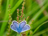 Plebejus argus 123, Heideblauwtje, male, Saxifraga-Theo Verstrael