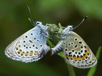 Plebejus argus 124, Heideblauwtje, male and female, Saxifraga-Theo Verstrael
