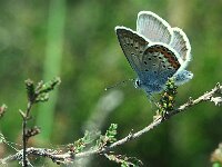 Plebejus argus 125, Heideblauwtje, male, Saxifraga-Theo Verstrael