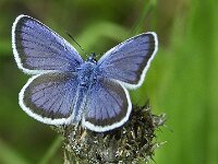Plebejus argus 126, Heideblauwtje, male, Saxifraga-Theo Verstrael