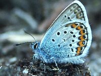 Plebejus argus 127, Heideblauwtje, male, Saxifraga-Theo Verstrael