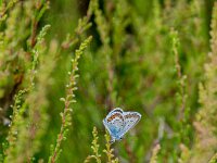 Plebejus argus 128, Heideblauwtje, male, Saxifraga-Theo Verstrael