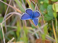 Plebejus argus 129, Heideblauwtje, Saxifraga-Tom Heijnen